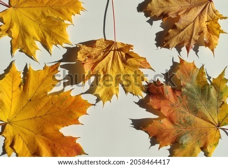 fallen yellow maple leaves on a white background under bright sunlight