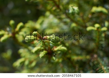 Close up of fir buds on green background with drops of water