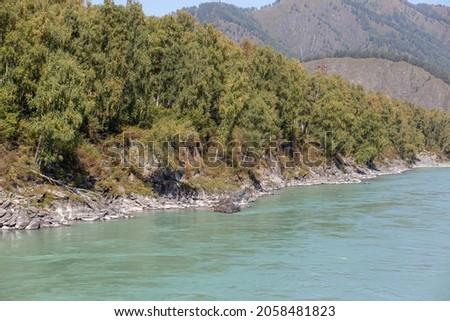 fast-flowing wide and full-flowing mountain river. the shore is visible against the background of a beautiful forest. Big mountain river Katun, turquoise color, in the Altai Mountains, Altai Republi