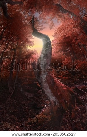 A picture of the colorful autumn forest lightened by the evening sun rays