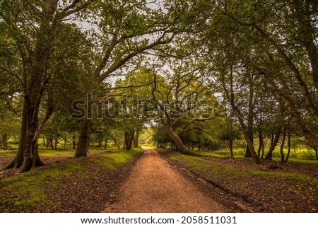 The path going through the forest
