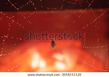 a spider is eating its prey that is a fly