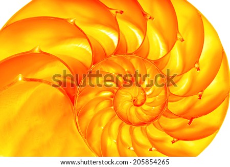 Detailed photo of a golden shell of a chambered nautilus (Nautilus pompilius)