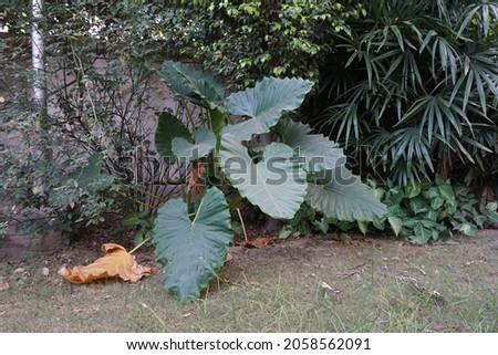 Alocasia odora (night-scented lily, Asian taro or giant upright elephant ear) plant in the park