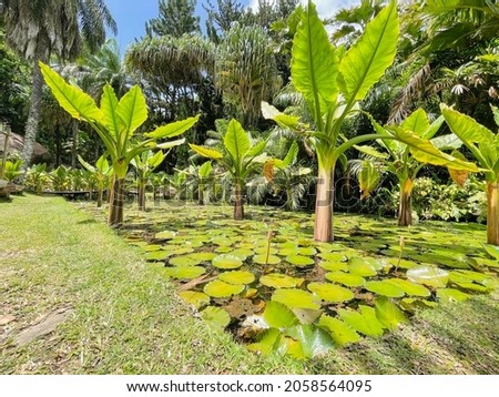 Endemic plant in the botanical garden on Mahe, in the water there is lotus and pandanus in the background  Royalty-Free Stock Photo #2058564095
