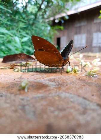 picture of colorful butterflies drinking water on the ground after the rain