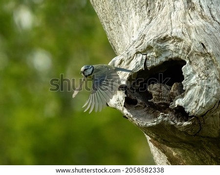 A parent Eurasian blue tit (Cyanistes caeruleus) seen leaving its nest in a dead tree trunk to forage for food for its brood. Royalty-Free Stock Photo #2058582338