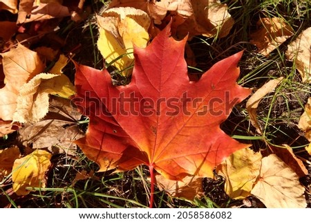 red autumn maple leaf on the grass among dry brown leafs