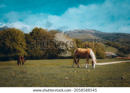 Horse roaming free on an mountain farm with blue sky on the background
