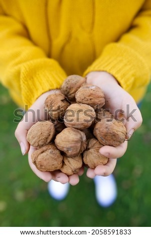 walnuts in hands, nuts  in hands