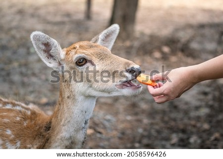 Action of people hand is feeding a carrot to young deer or antelope with natural environment background. Animal in nature portrait photo. Selective focus on face and eyes.