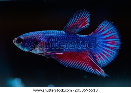 Betta fish, Siamese fighting fish, dancing and isolated in a small aquarium