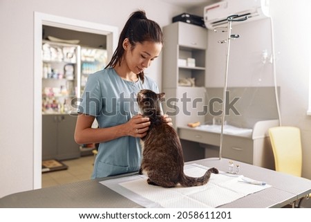 Asian woman veterinarian cuddles tabby cat at appointment in modern clinic Royalty-Free Stock Photo #2058611201