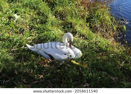 White swan sitting in green grass