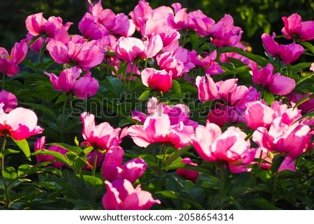 Field of pink peonies in sunlight. Summer park or garden with peony