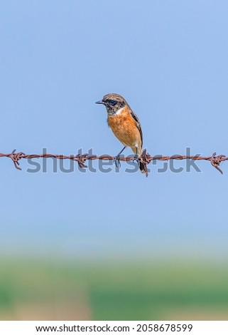Siberian Stone Chat looking down sitting on a wire and in search of food