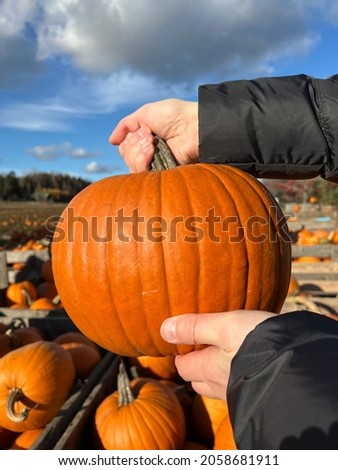 A large orange pumpkin in the hands of a man on the background of the field.