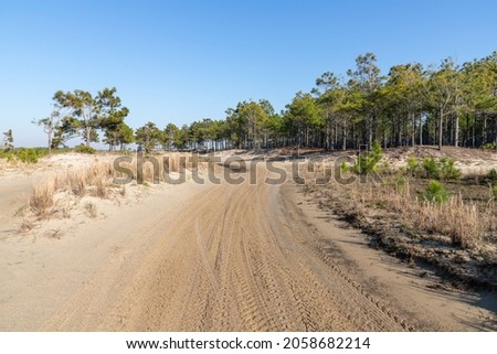 Dirty road with dry vegetation and pine trees, Bacopari, Mostardas, Rio Grande do Sul, Brazil