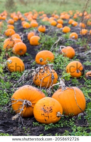 Portrait crop of rows of pumpkins pictured near Liverpool in October 2021.