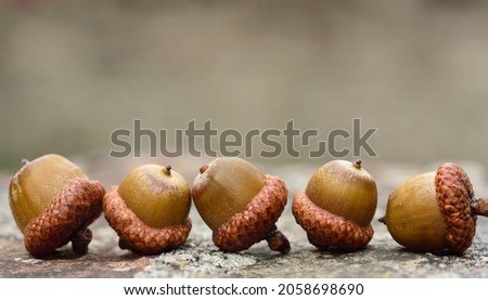 Five acorns lie next to each other on a weathered wall against a light background, with space for text, in autumn Royalty-Free Stock Photo #2058698690