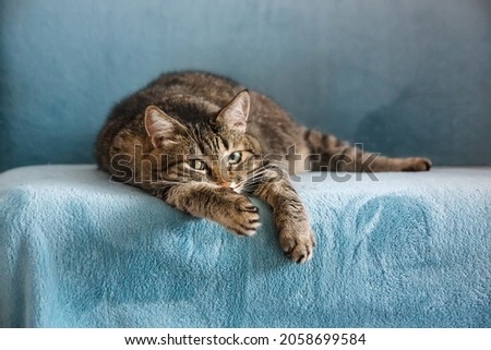 An adult tabby cat lies on its paw on a blue sofa Royalty-Free Stock Photo #2058699584