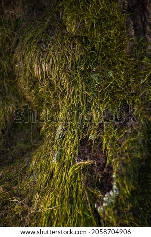 nature texture of green moss on the tree