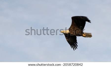 Bald eagle in flight Virginia