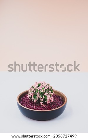 bowl filled with  plant and decorative sand on gray background with space for text