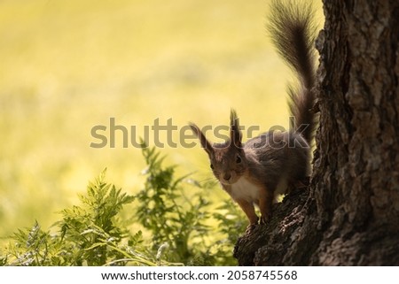 A cute squirrel on a tree in a forest