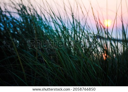 Bokeh photo of green grass close-up with sunset in background. Beach picture in Michigan City, Indiana.