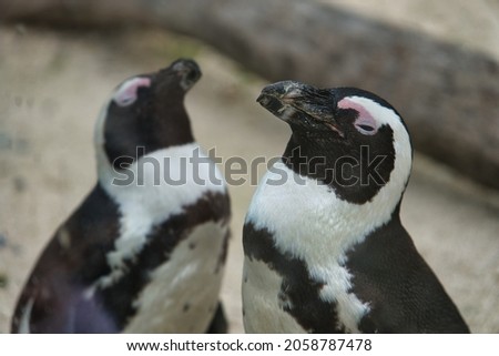 A closeup shot of cute penguins on the blurred background