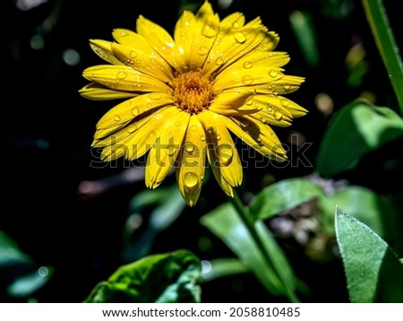 flower of calendula with dew drops in morning sunlight