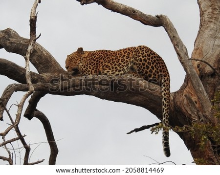 A shallow focus of a leopard on a tree