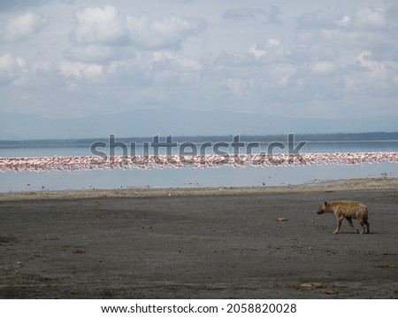 The beautiful view of the lake with flocks of flamingos  Africa wildlife 