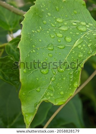 macro photography of wild plant with droplet