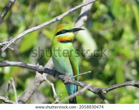 A closeup of a Rainbow Bee Eater perched on mangroves in Bowen, Queensland, Australia