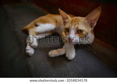 an orange cat abandoned in a traditional market. skinny and weak Royalty-Free Stock Photo #2058834578