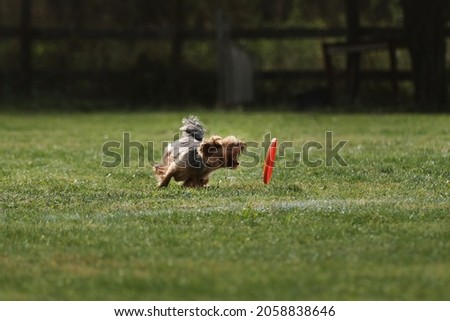 Dog runs fast and tries to grab orange plastic flying disk with its teeth, which is rapidly rolling across lawn. Yorkshire Terrier goes in sports on warm summer day outdoors in park in green clearing.