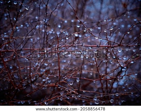 Raindrops on bare bush branches in late autumn