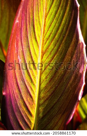 Tropical canna leaves background. Cannaceae. Canna lily leaf abstract.                                