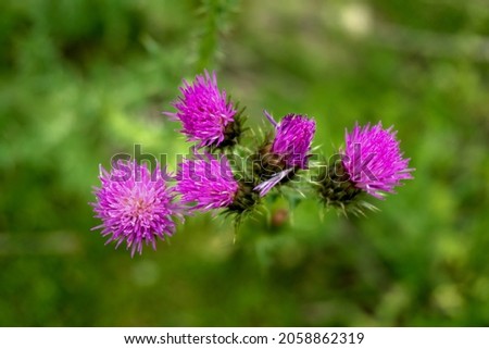 Pink thistle flower on blurred background