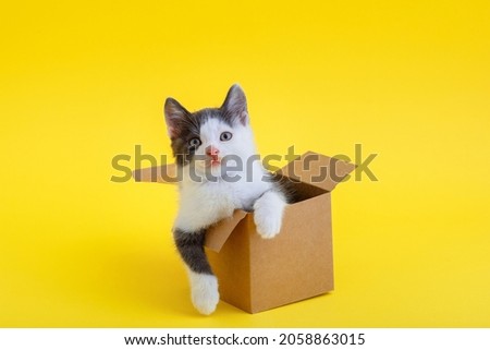 Funny kitten in cardboard box isolated on color yellow background with copy space. Beautiful black and white cat looks out food delivery box with paws. Cat joke in gift box Kitten meme Concept.