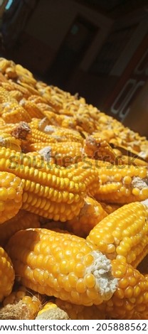 Beautiful corn picture captured by mister haris at Islamabad Pakistan. It is for commercial use and tutorial use.