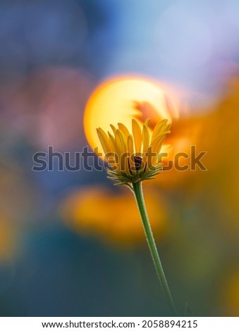 Macro of a single yellow flower against golden hour sunset background with bokeh bubbles. Shallow depth of field and soft focus Royalty-Free Stock Photo #2058894215