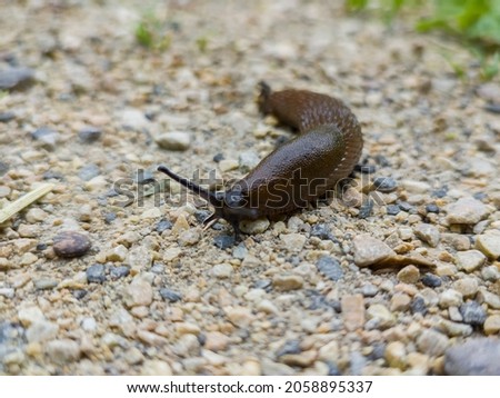 brown slug crawling along the road Royalty-Free Stock Photo #2058895337
