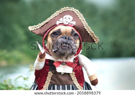 Portrait of funny French Bulldog dog dressed up with pirate bride costume with hat and saber and hook arms