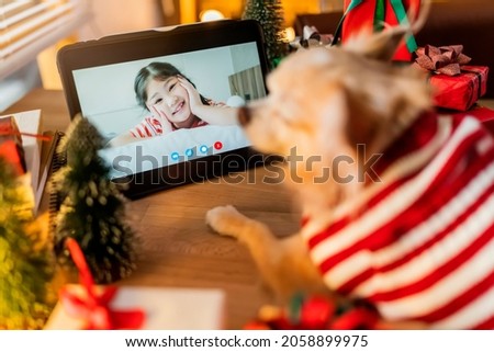 senior happy chihuahua dog relax smile missing his owner family using digital tablet screen remote talk to family person online VoIP in Xmas festive party,dog using tablet sit with presents boxes 