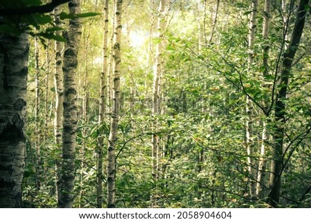 Sunlight through forest foliage in a summer day in mountain. Beautiful natural view of an Italian park with birches. Background pictures with branches and leaves. Nature, pollution, climate concept.