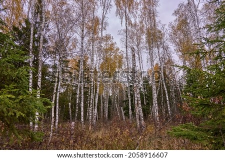 autumn forest of birch, pine, fir trees, landscape