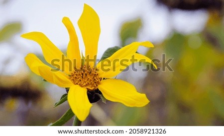 delicate yellow wildflower. sunflower isolated on blurred background. Closeup nature image. The most beautiful picture, spring or summer nature, wild and meadow flowers. autumn flower